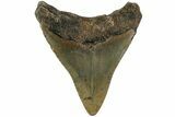 Fossil Megalodon Tooth - North Carolina #219392-1
